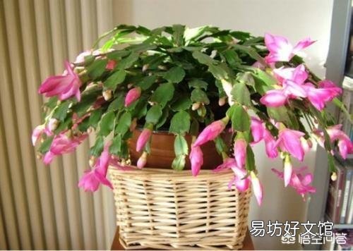 蟹爪兰什么时候嫁接最好?