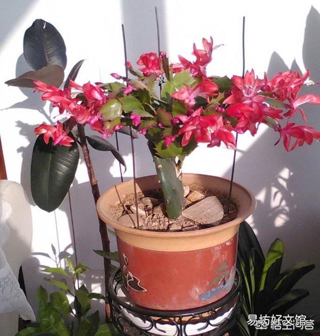 蟹爪兰什么时候嫁接最好?
