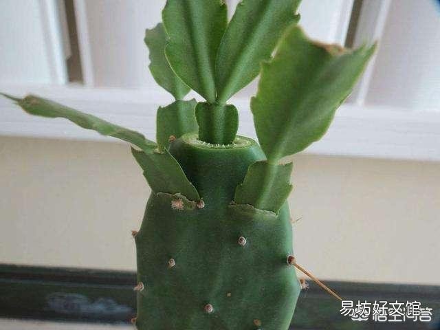 蟹爪兰什么时候嫁接最好?