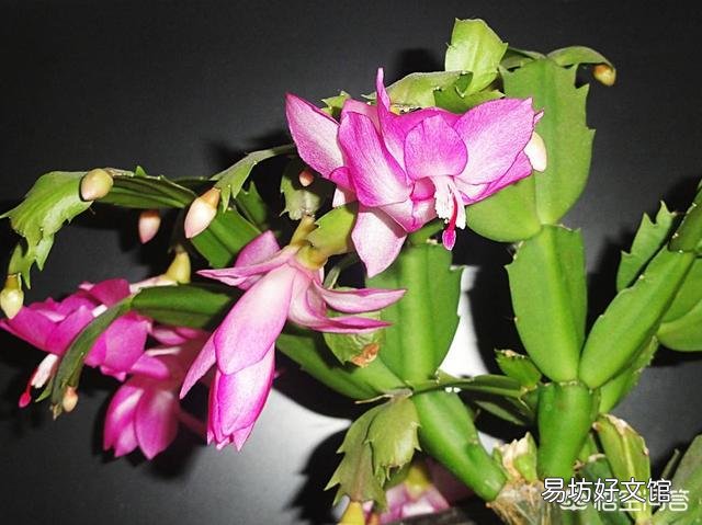 蟹爪兰什么时候嫁接最好?