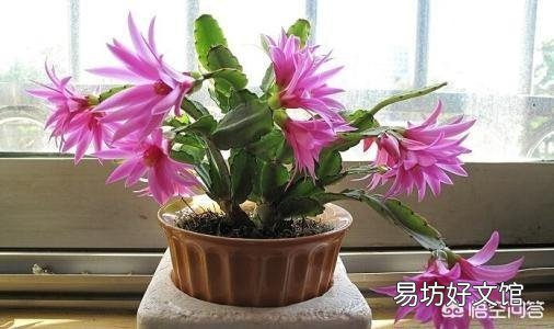 蟹爪兰什么时候嫁接最好?
