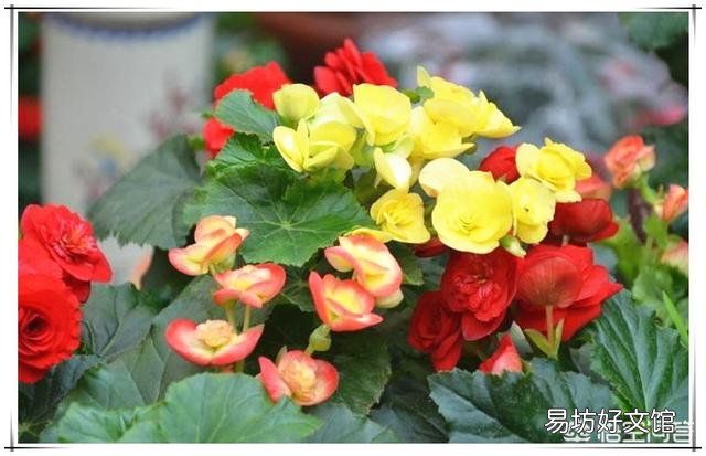 盆栽的丽格海棠,叶子发灰发白,是什么原因造成的?