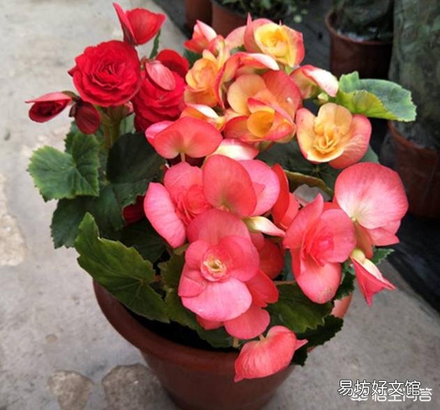 盆栽的丽格海棠,叶子发灰发白,是什么原因造成的?