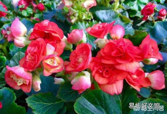 盆栽的丽格海棠,叶子发灰发白,是什么原因造成的?