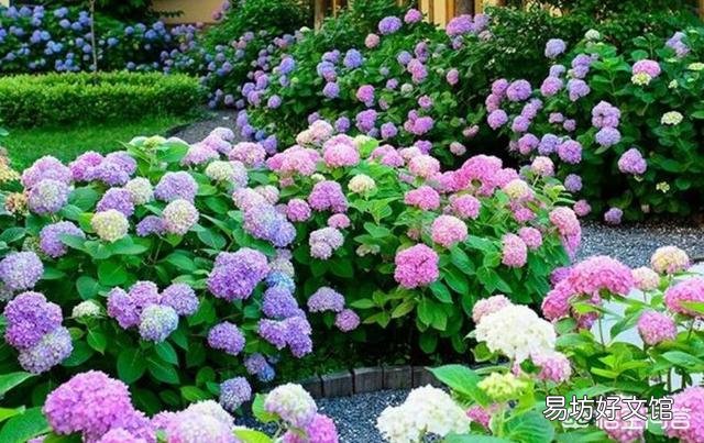 玻璃阳光房内为什么养不好盆栽的花卉?