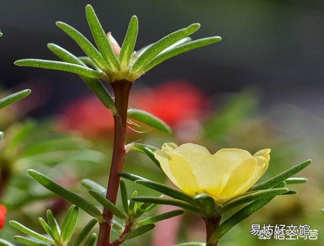 玻璃阳光房内为什么养不好盆栽的花卉?