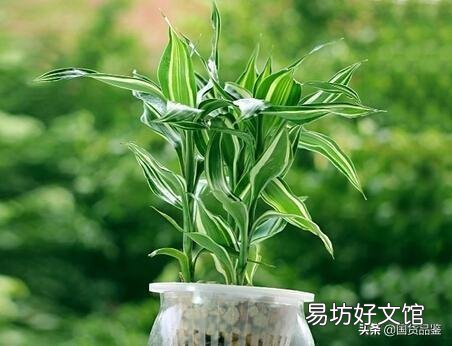 水插的富贵竹长的好好的,为什么突然根系腐烂,叶子发黄了?