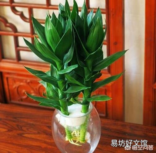 水插的富贵竹长的好好的,为什么突然根系腐烂,叶子发黄了?