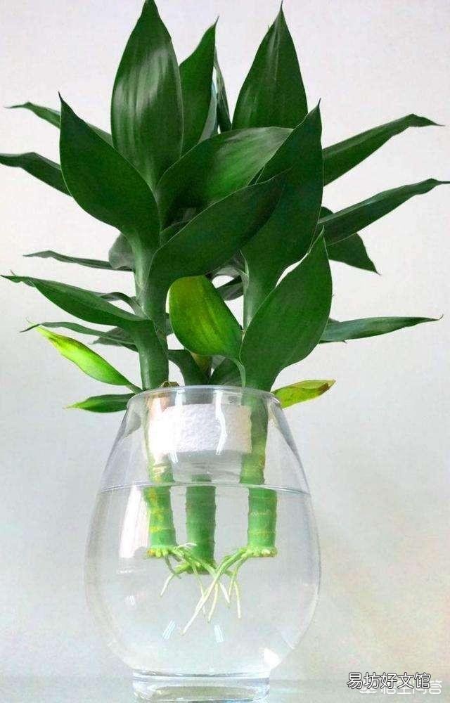 水插的富贵竹长的好好的,为什么突然根系腐烂,叶子发黄了?