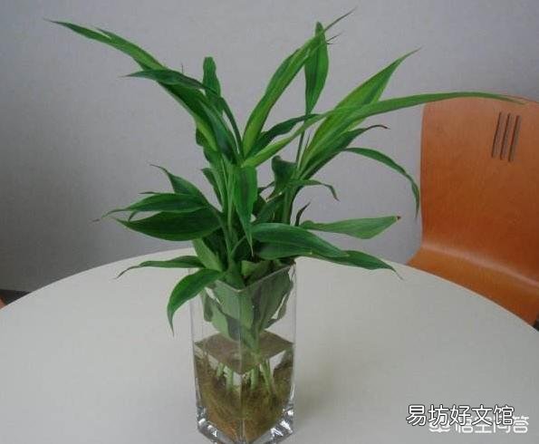 水插的富贵竹长的好好的,为什么突然根系腐烂,叶子发黄了?