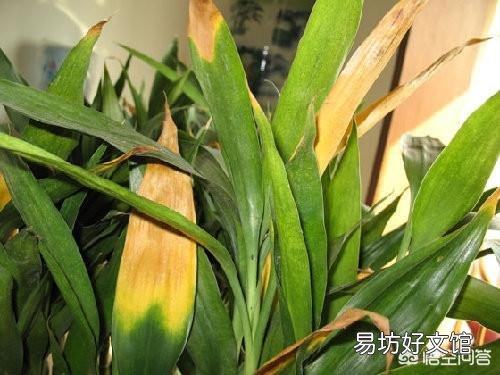 水插的富贵竹长的好好的,为什么突然根系腐烂,叶子发黄了?