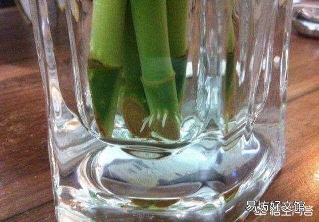 水插的富贵竹长的好好的,为什么突然根系腐烂,叶子发黄了?