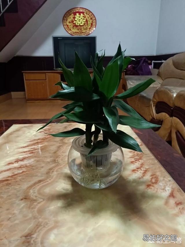 水插的富贵竹长的好好的,为什么突然根系腐烂,叶子发黄了?
