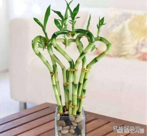 水插的富贵竹长的好好的,为什么突然根系腐烂,叶子发黄了?