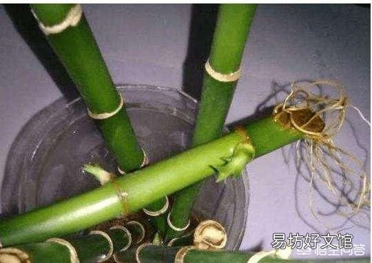 水插的富贵竹长的好好的,为什么突然根系腐烂,叶子发黄了?