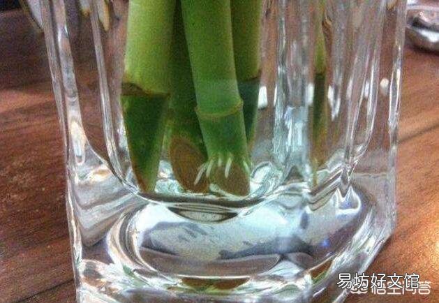 水插的富贵竹长的好好的,为什么突然根系腐烂,叶子发黄了?