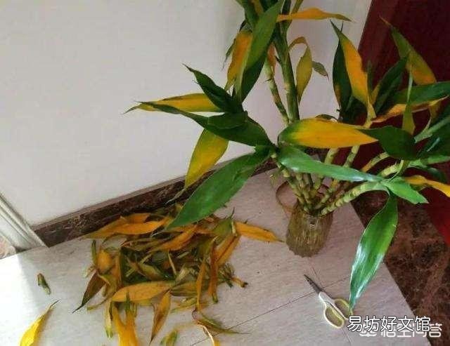 水插的富贵竹长的好好的,为什么突然根系腐烂,叶子发黄了?