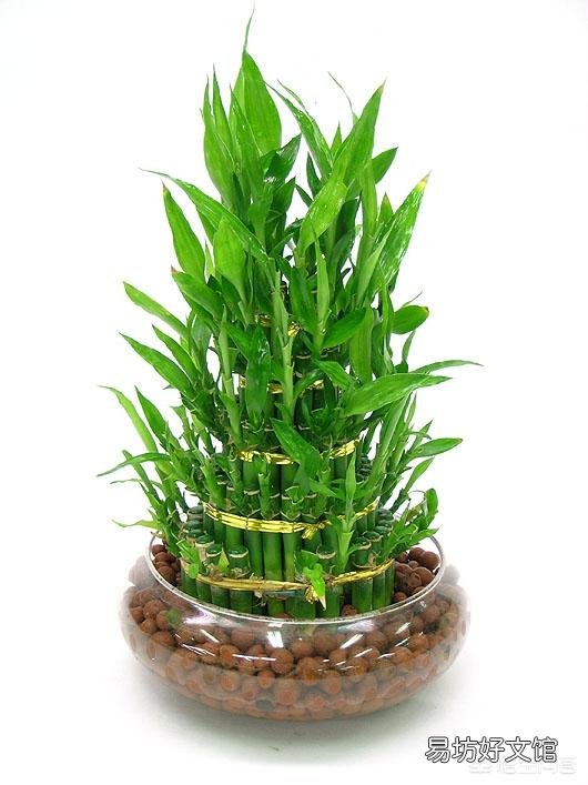 水插的富贵竹长的好好的,为什么突然根系腐烂,叶子发黄了?