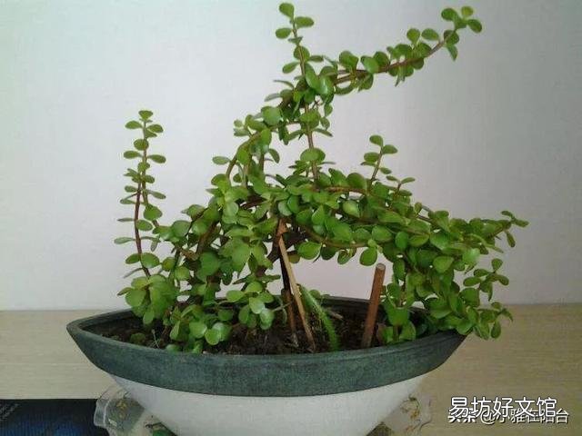 洗米水可以浇金枝玉叶吗？