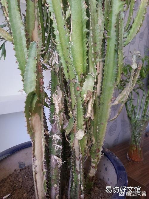 家养的龙骨花夏季放在外面经常晒太阳好不好?