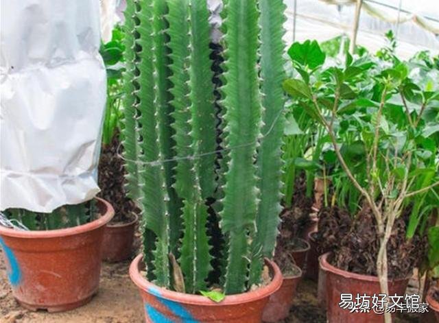 家养的龙骨花夏季放在外面经常晒太阳好不好?