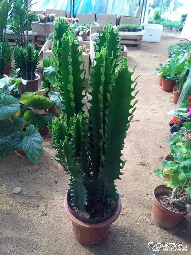 家养的龙骨花夏季放在外面经常晒太阳好不好?