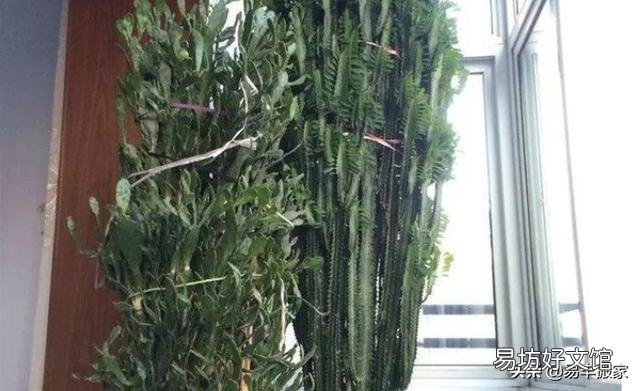 家养的龙骨花夏季放在外面经常晒太阳好不好?