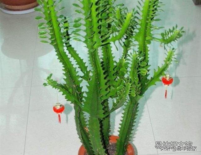 家养的龙骨花夏季放在外面经常晒太阳好不好?