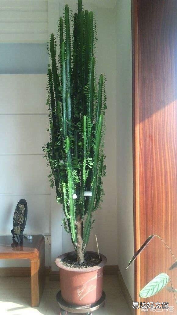 家养的龙骨花夏季放在外面经常晒太阳好不好?