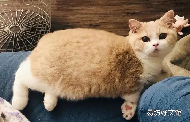 矮脚拿破仑多少钱一只(矮脚拿破仑多少钱一只蓝白拿破仑矮脚长毛价格)