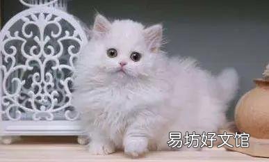 矮脚拿破仑多少钱一只(矮脚拿破仑多少钱一只蓝白拿破仑矮脚长毛价格)