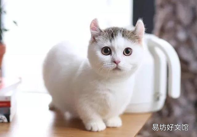 矮脚拿破仑多少钱一只(矮脚拿破仑多少钱一只蓝白拿破仑矮脚长毛价格)