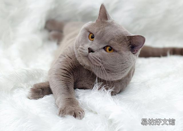 黑金渐层猫一般多少钱(黑金渐层猫一般多少钱一只)