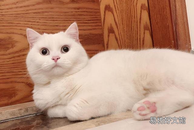 黑金渐层猫一般多少钱(黑金渐层猫一般多少钱一只)