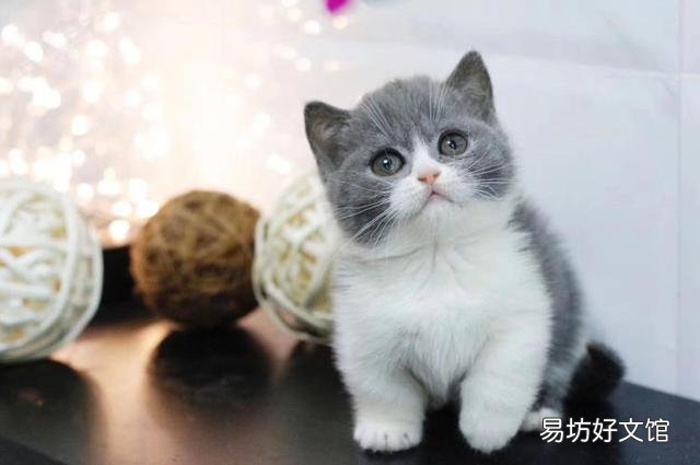 黑金渐层猫一般多少钱(黑金渐层猫一般多少钱一只)