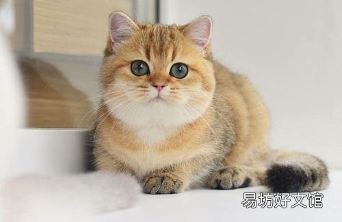 黑金渐层猫一般多少钱(黑金渐层猫一般多少钱一只)