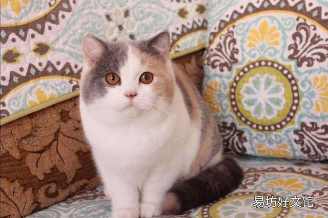 黑金渐层猫一般多少钱(黑金渐层猫一般多少钱一只)