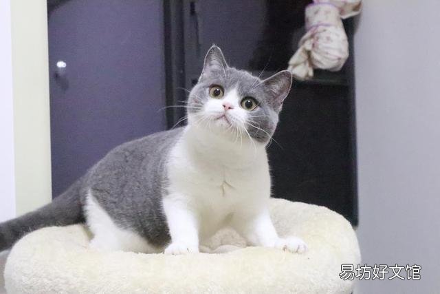 黑金渐层猫一般多少钱(黑金渐层猫一般多少钱一只)