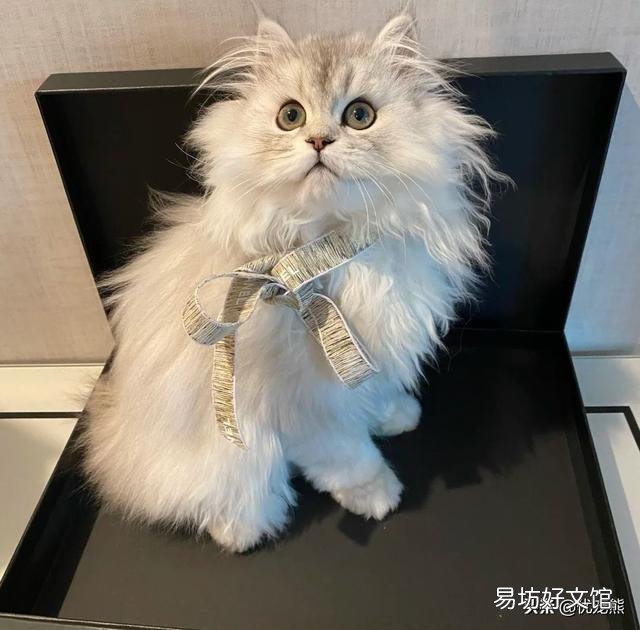 金吉拉多少钱(金吉拉猫价格)