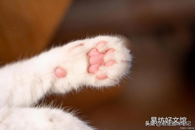 猫咪的特点(猫咪的特点和生活特征)