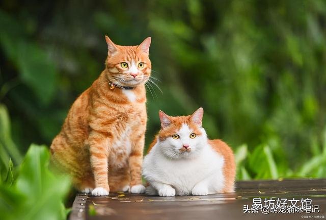 猫咪的特点(猫咪的特点和生活特征)