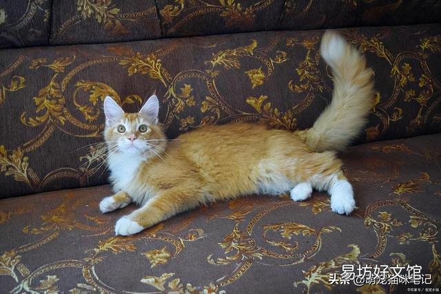 猫咪的特点(猫咪的特点和生活特征)