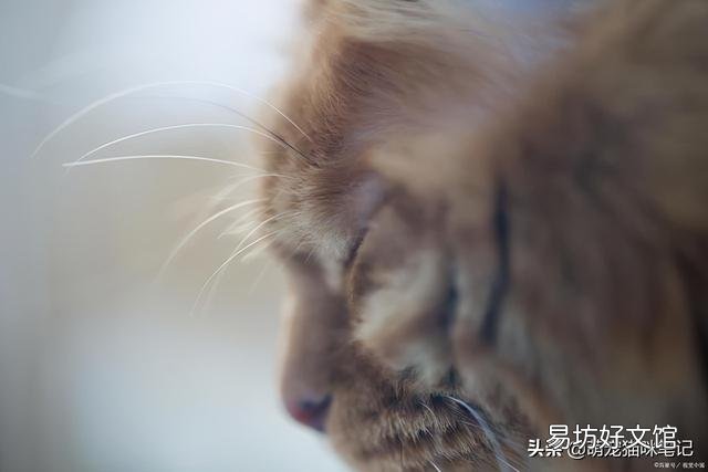 猫咪的特点(猫咪的特点和生活特征)
