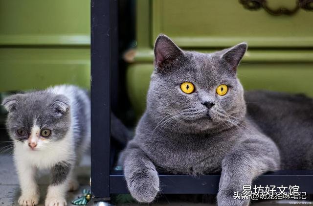 猫咪的特点(猫咪的特点和生活特征)