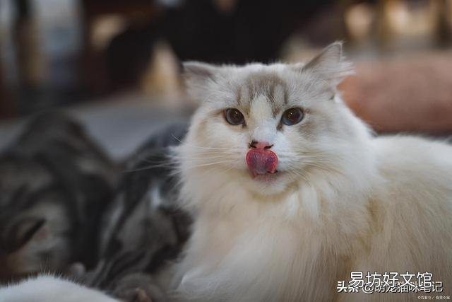 猫咪的特点(猫咪的特点和生活特征)