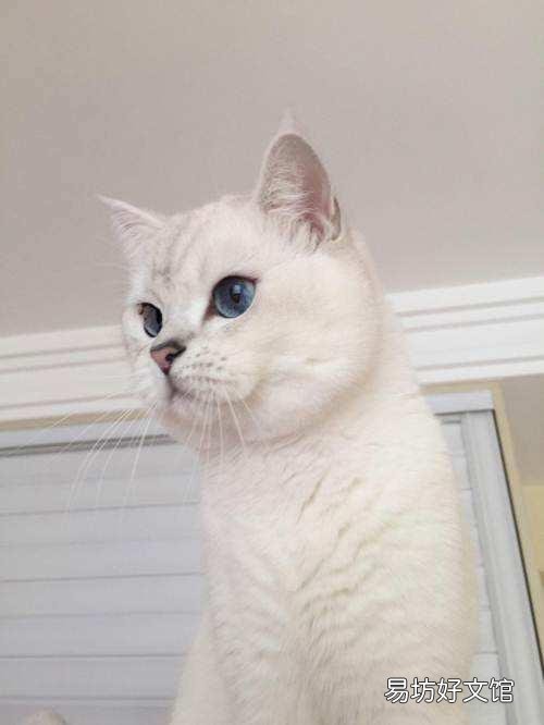 银点猫和渐层猫的区别(银点猫和渐层猫的区别图片)