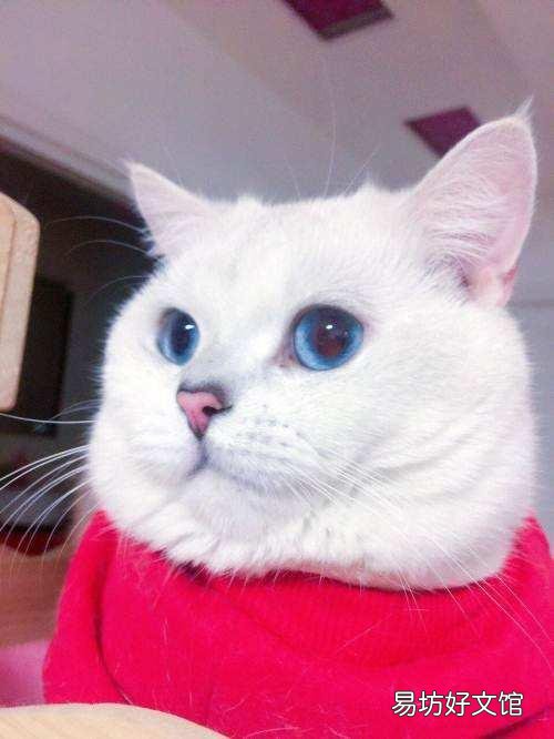 银点猫和渐层猫的区别(银点猫和渐层猫的区别图片)
