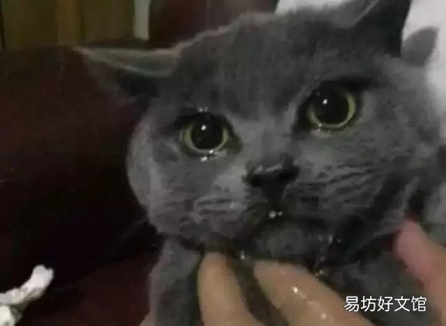 银点猫和渐层猫的区别(银点猫和渐层猫的区别图片)