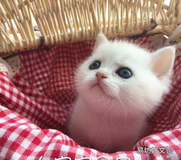 银点猫和渐层猫的区别(银点猫和渐层猫的区别图片)