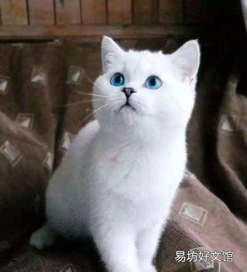 银点猫和渐层猫的区别(银点猫和渐层猫的区别图片)